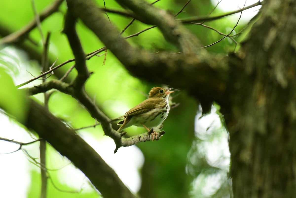 Ovenbird - ML620242387