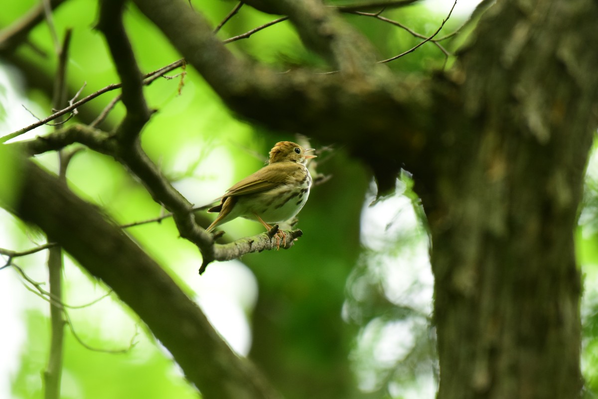 Ovenbird - ML620242388