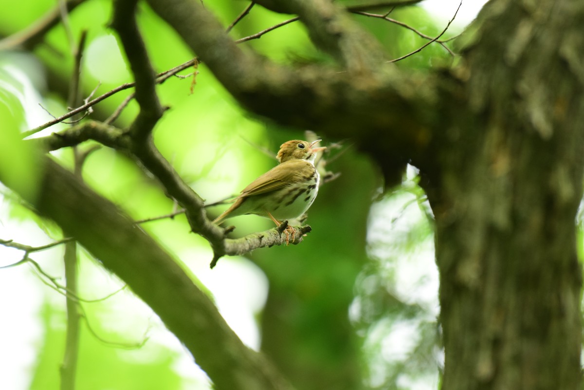 Ovenbird - ML620242389