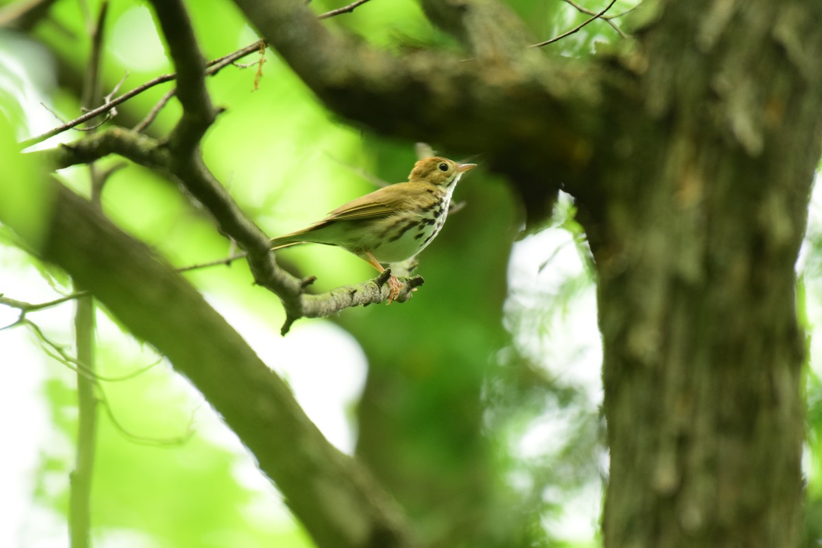 Ovenbird - ML620242390