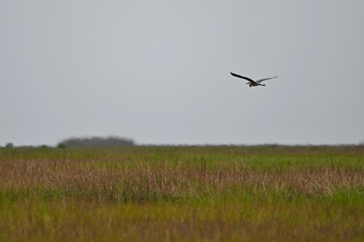 Great Blue Heron - ML620242404