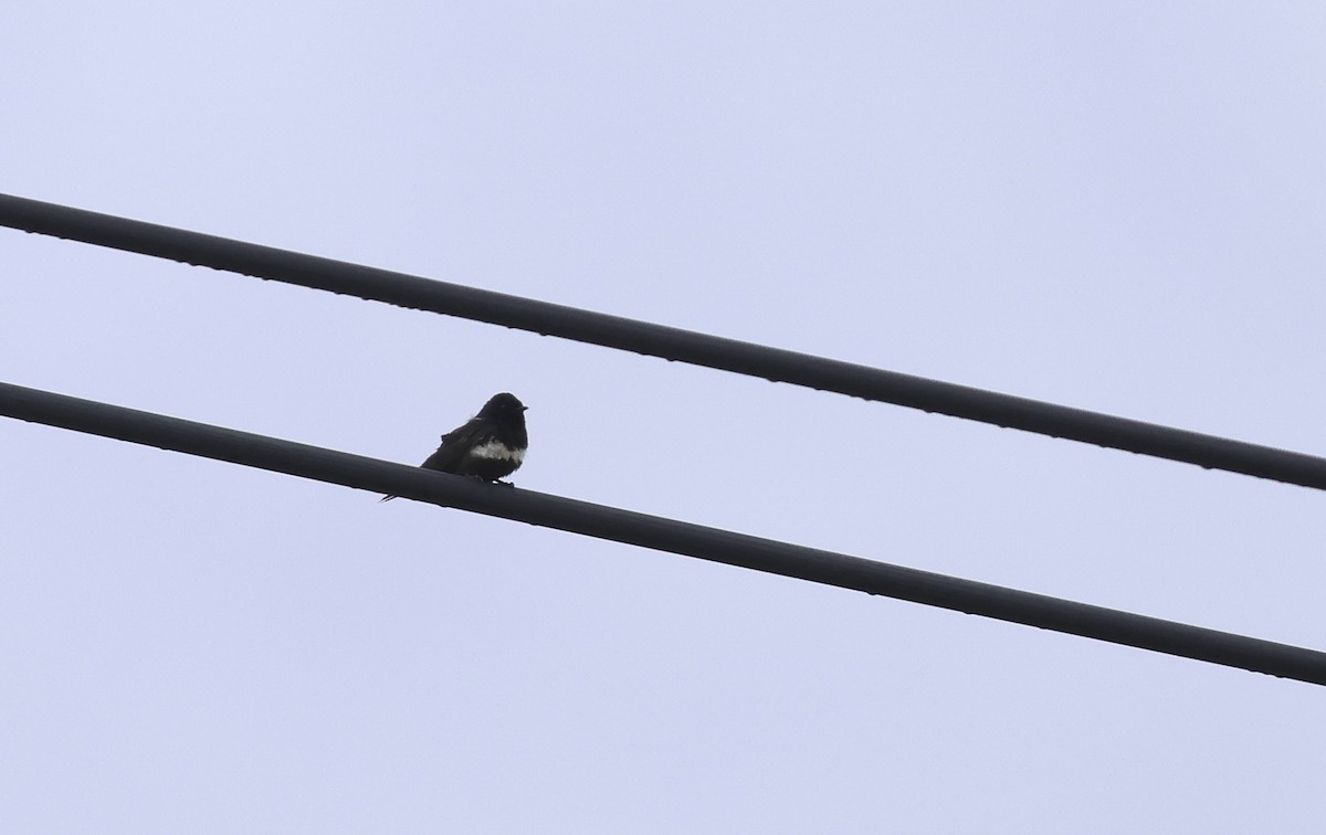 White-banded Swallow - ML620242406
