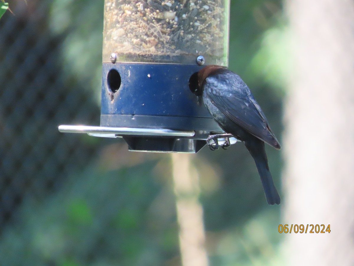 Brown-headed Cowbird - ML620242412