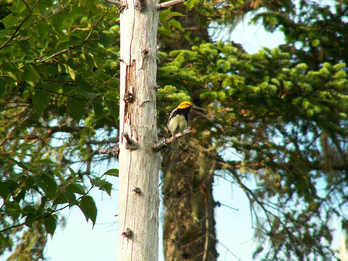 Black-throated Green Warbler - ML620242421