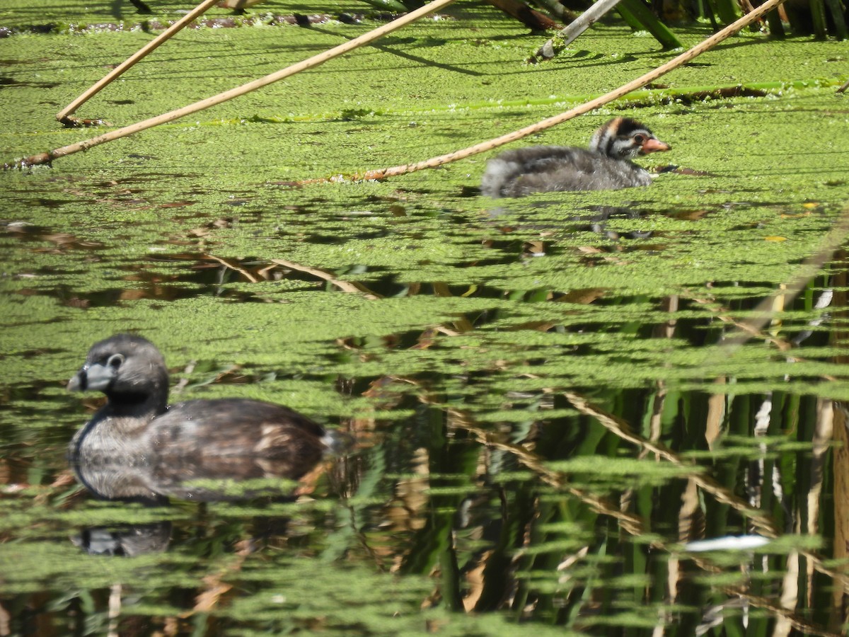 Pied-billed Grebe - ML620242424