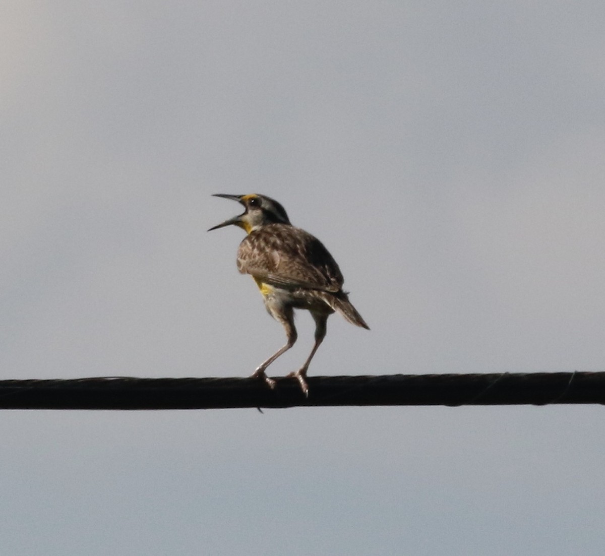 Eastern Meadowlark - ML620242425