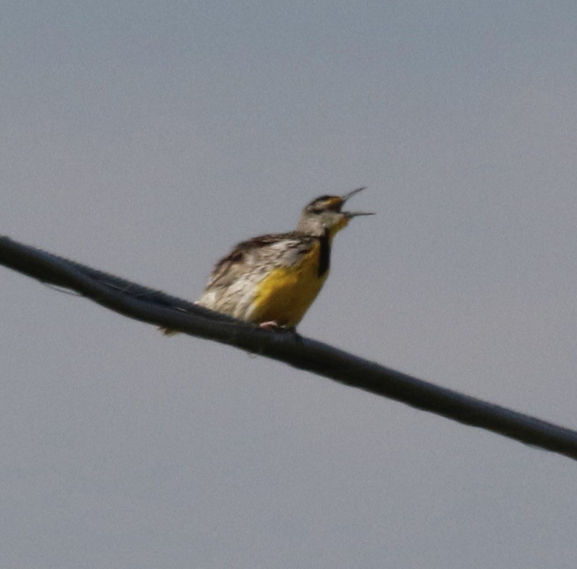 Eastern Meadowlark - ML620242426