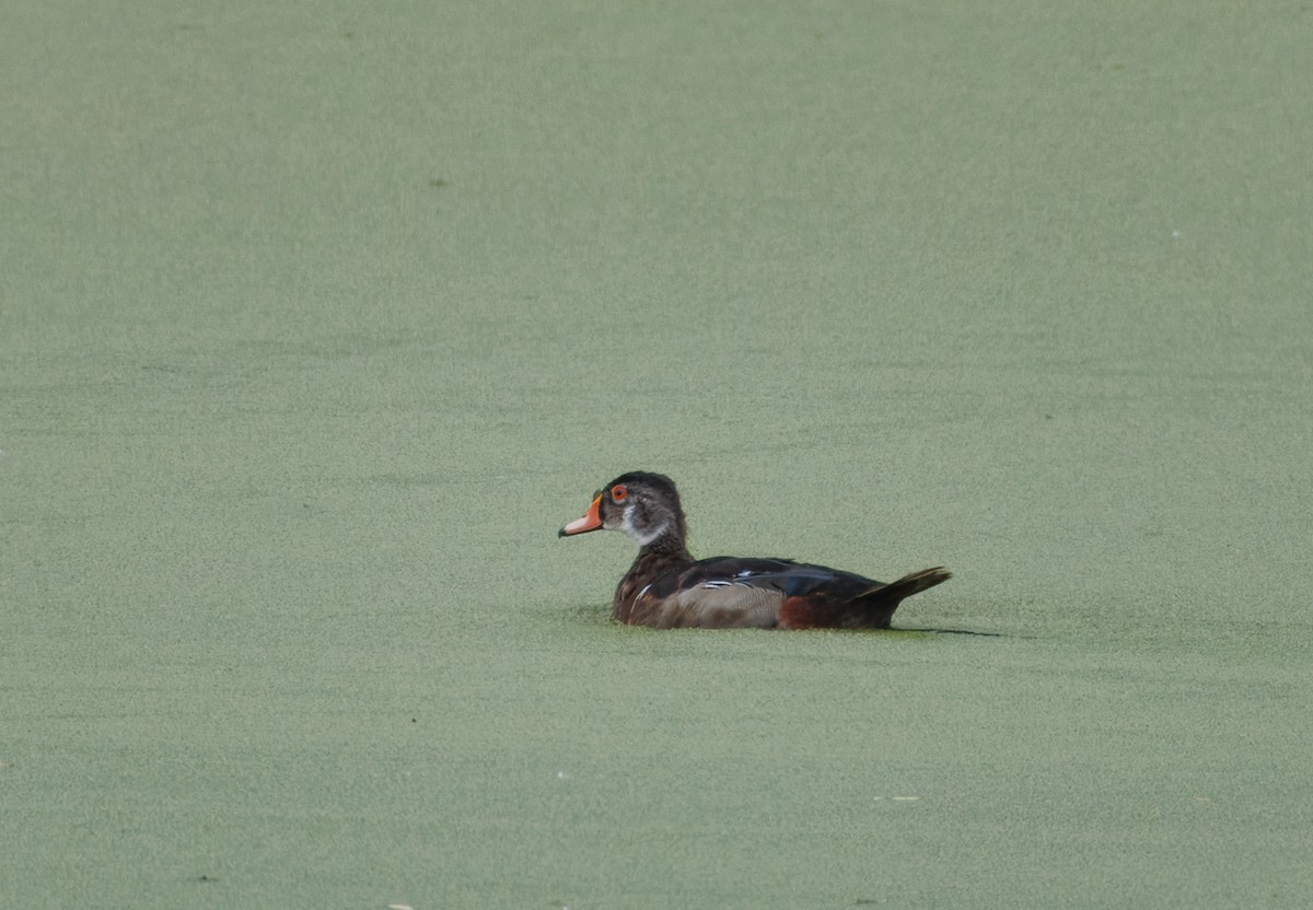 Wood Duck - ML620242427