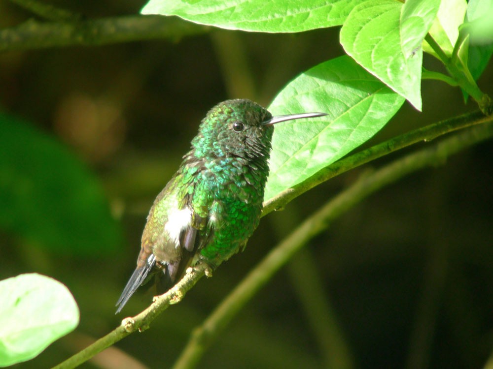 kolibřík měděnořitý - ML620242429