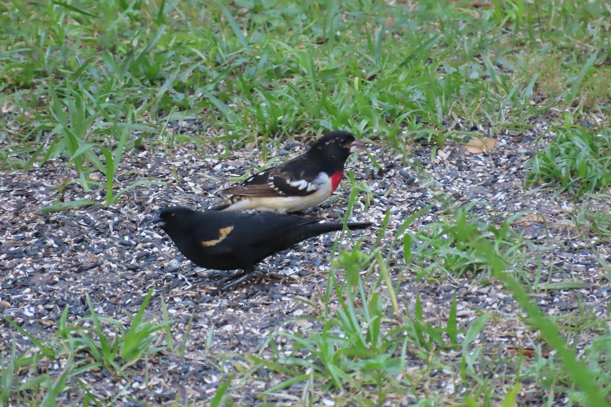 Rose-breasted Grosbeak - ML620242431