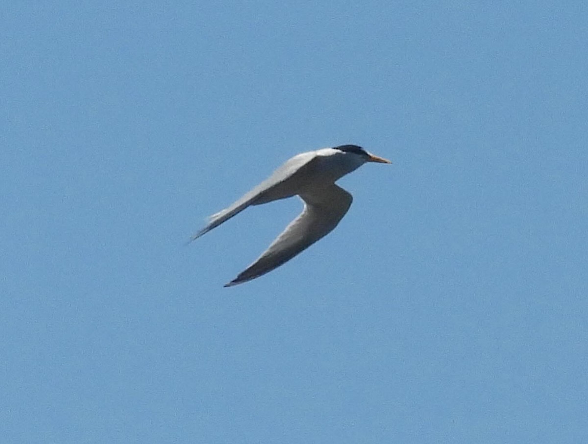 Least Tern - ML620242432
