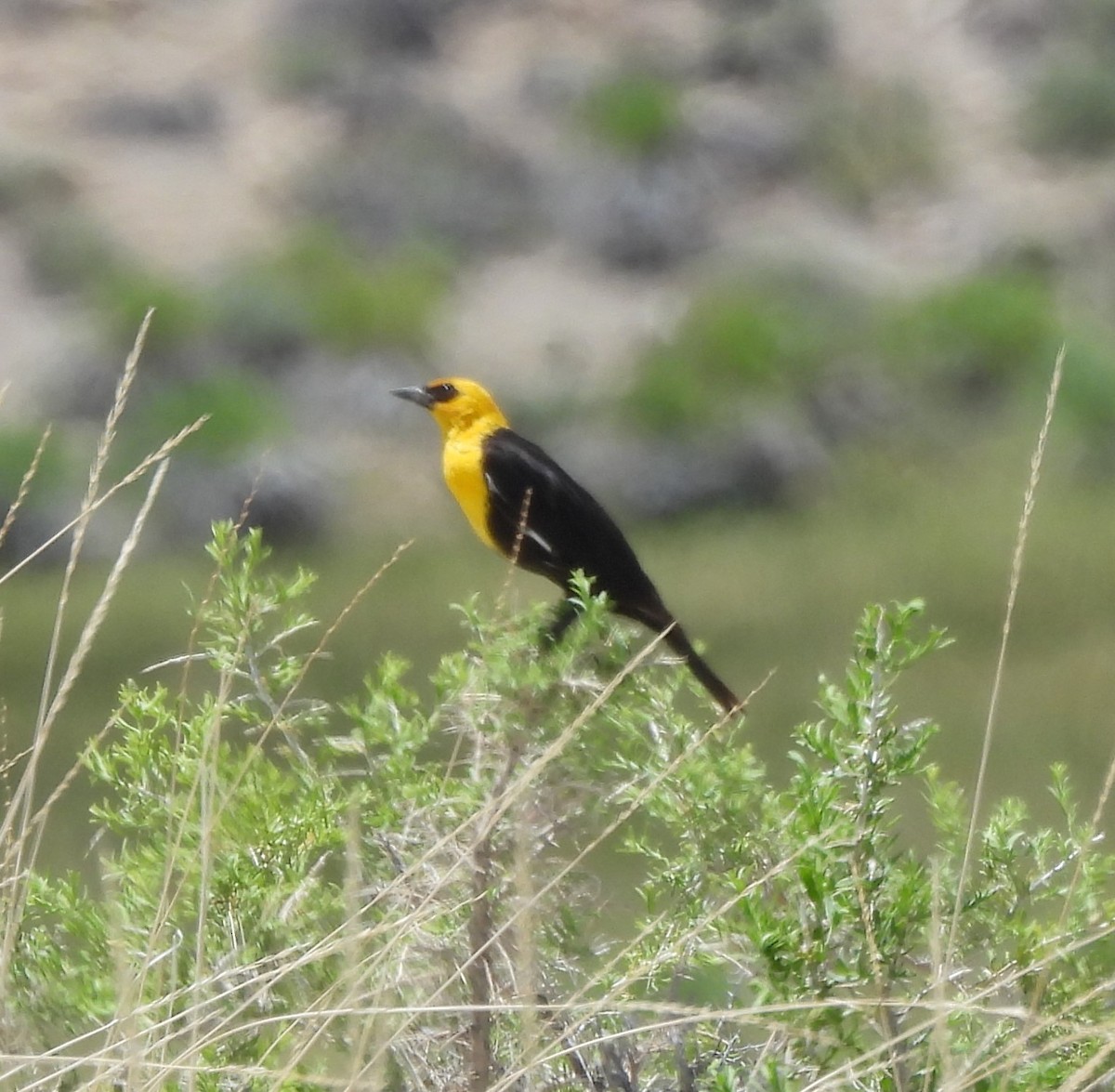 Yellow-headed Blackbird - ML620242435