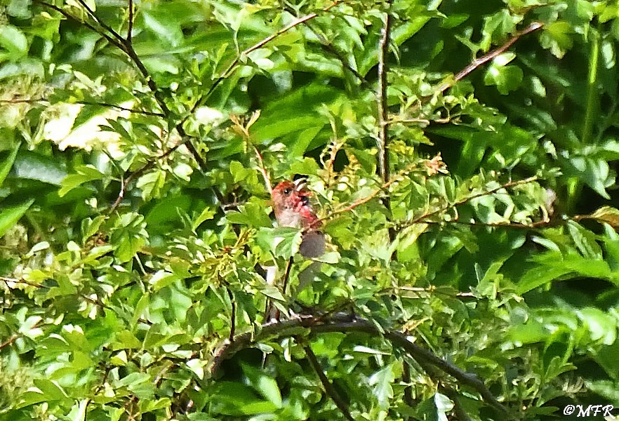 Common Rosefinch - ML620242443