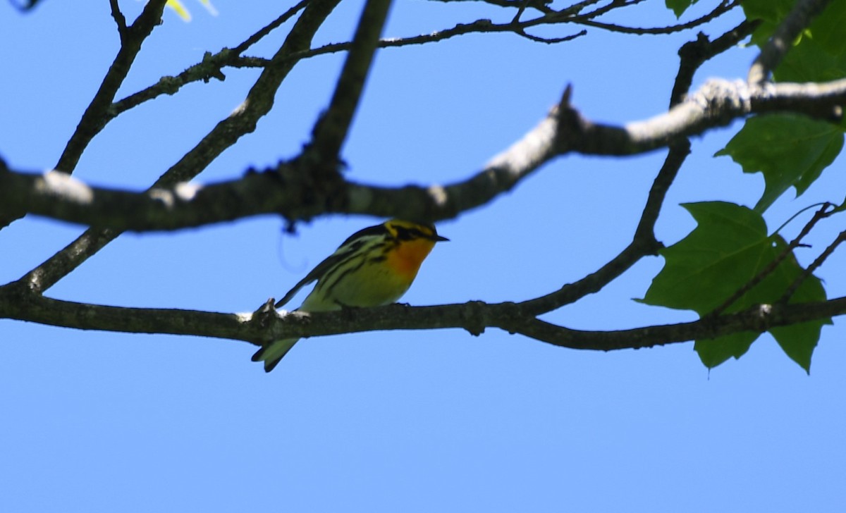 Blackburnian Warbler - ML620242444