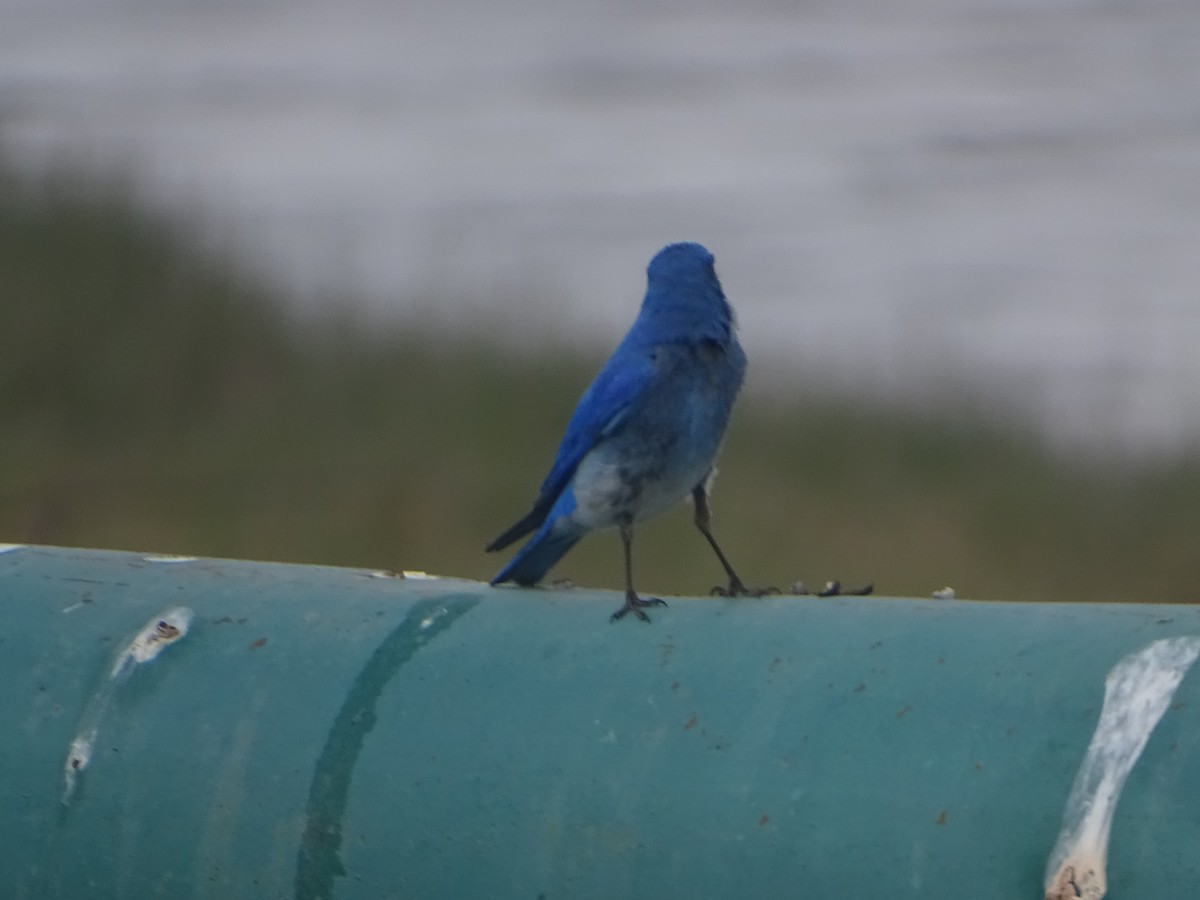 Mountain Bluebird - ML620242445