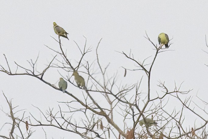 Африканский зелёный голубь [группа calvus] - ML620242449