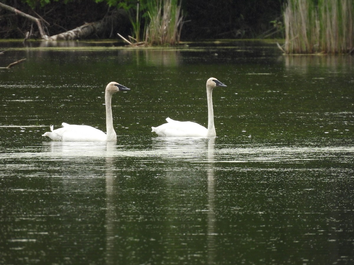 Trumpeter Swan - ML620242450