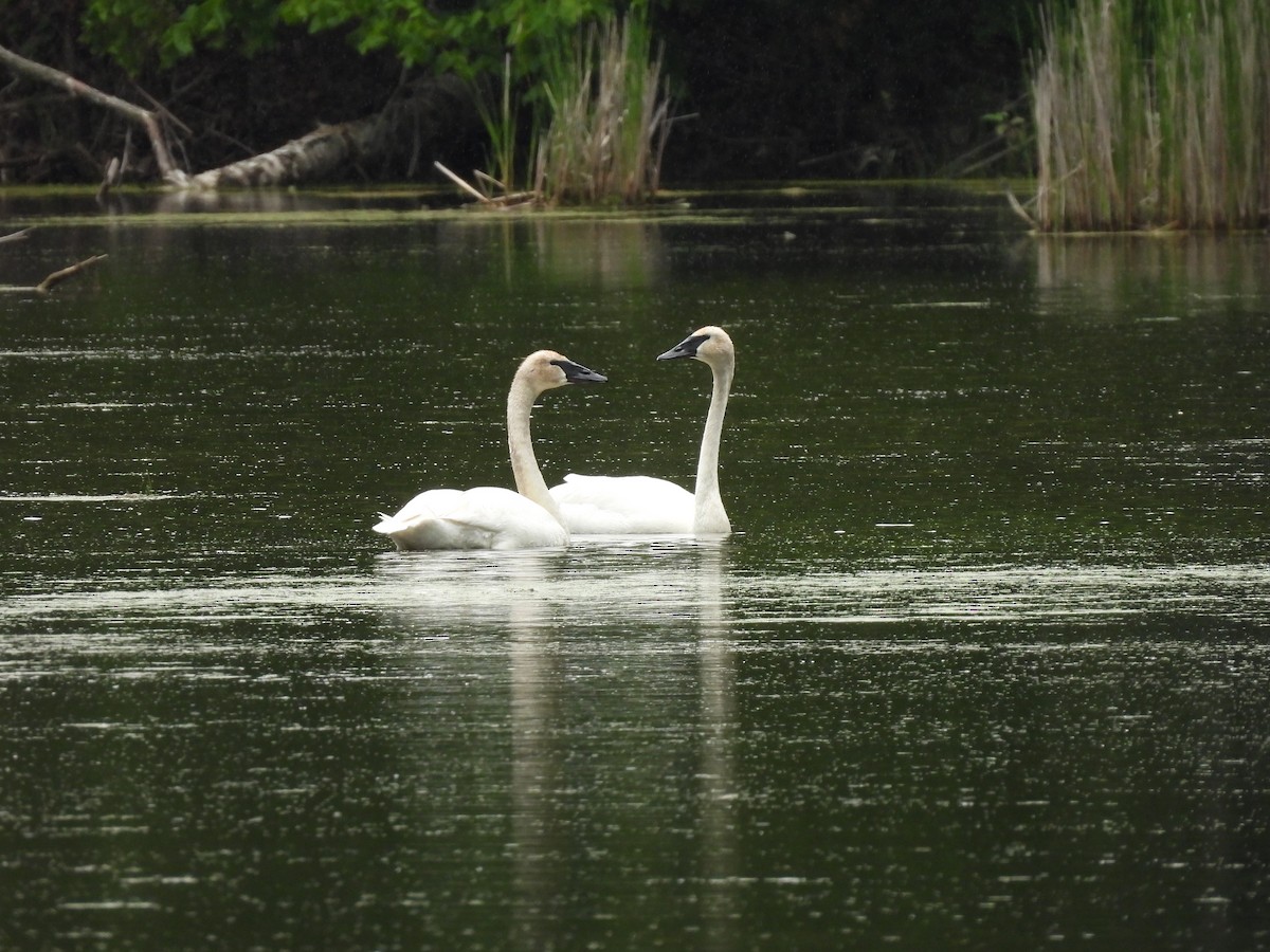 Cygne trompette - ML620242451