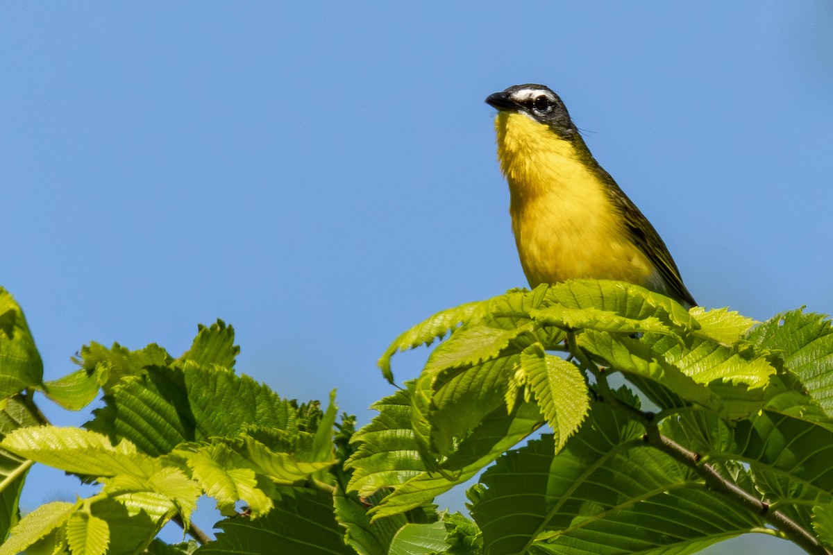 Yellow-breasted Chat - ML620242453