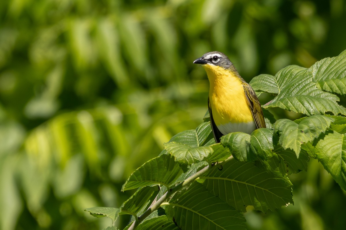 Yellow-breasted Chat - ML620242454