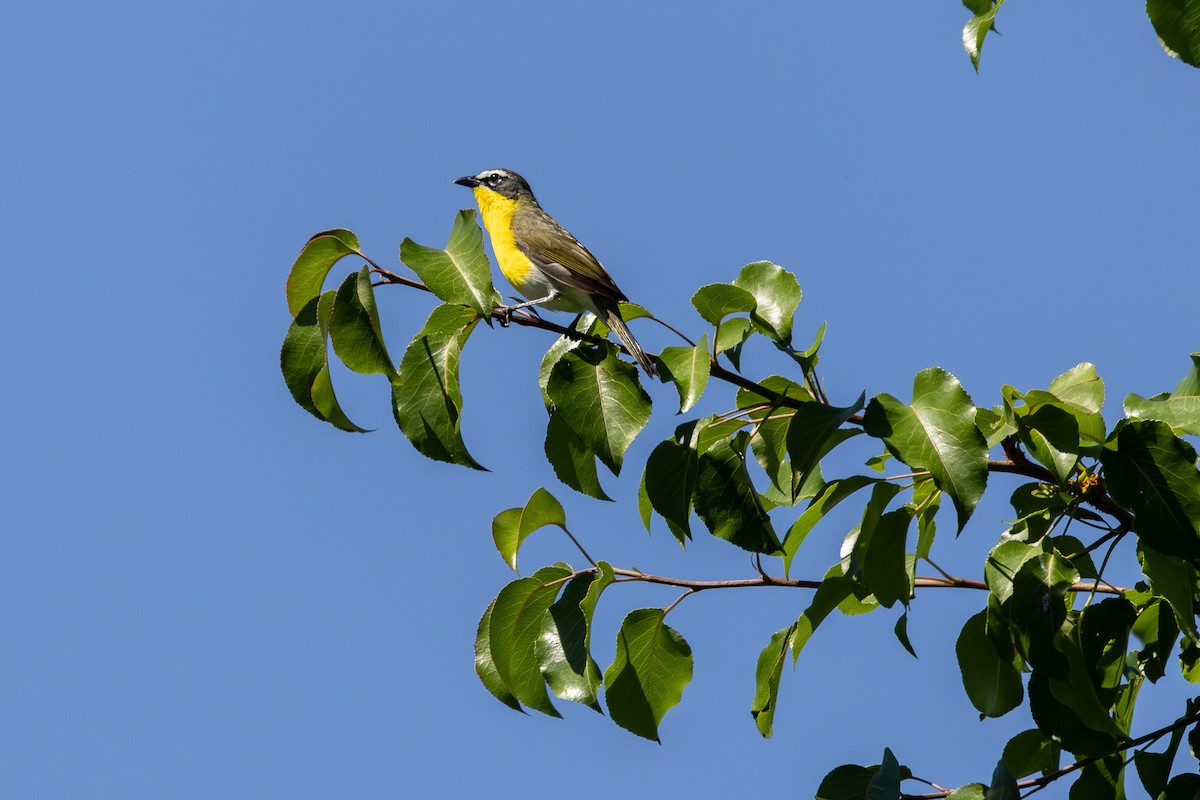 Yellow-breasted Chat - Joe Schuller