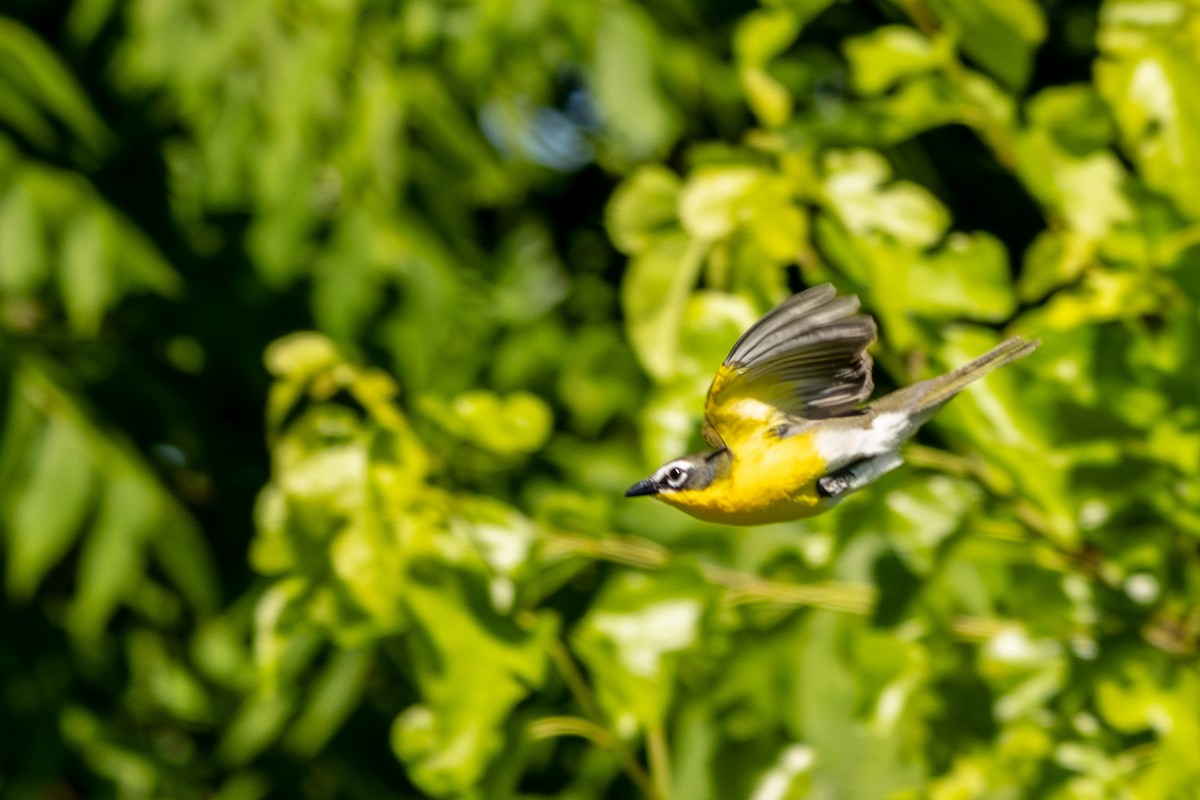 Yellow-breasted Chat - ML620242456