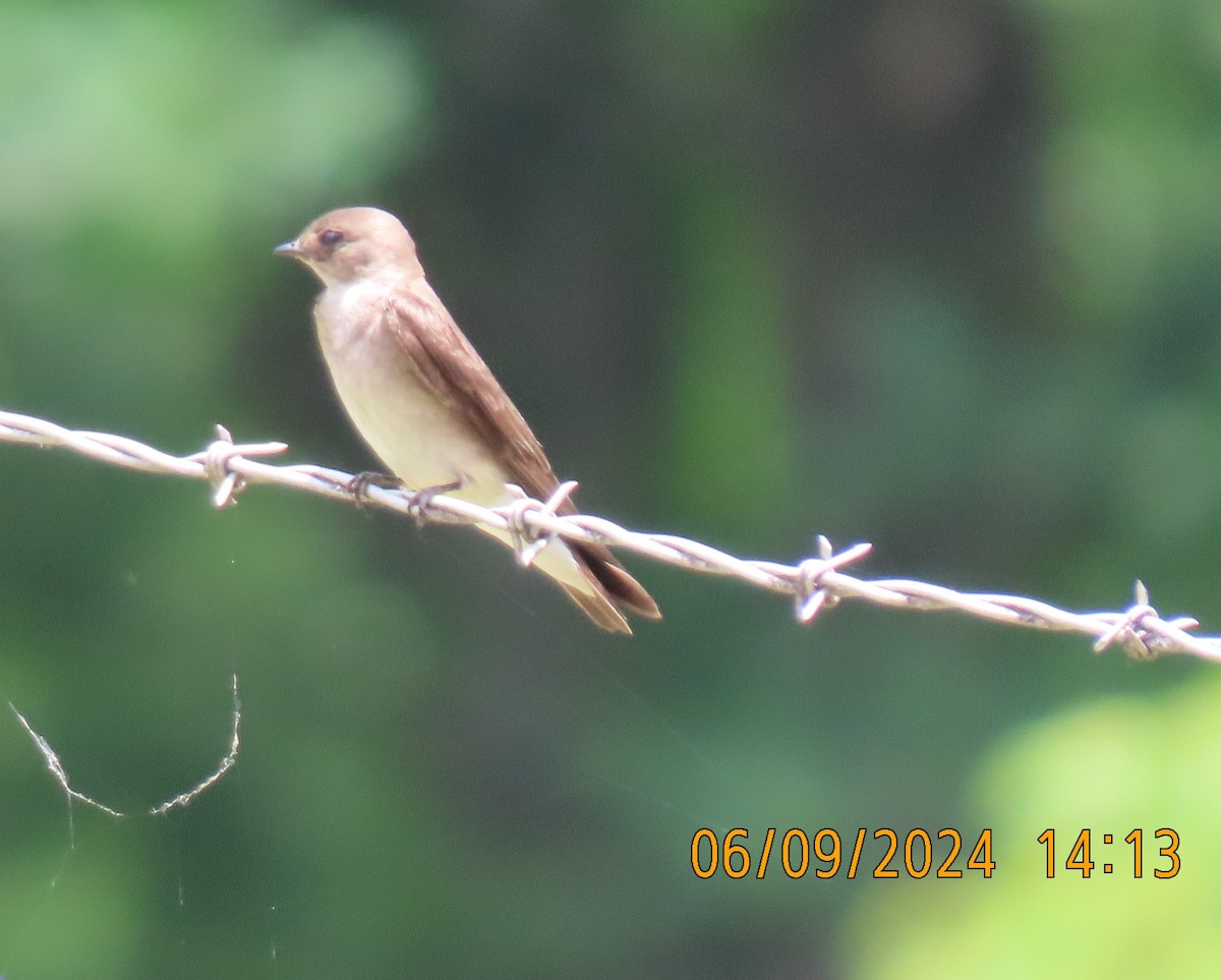 Northern Rough-winged Swallow - ML620242457
