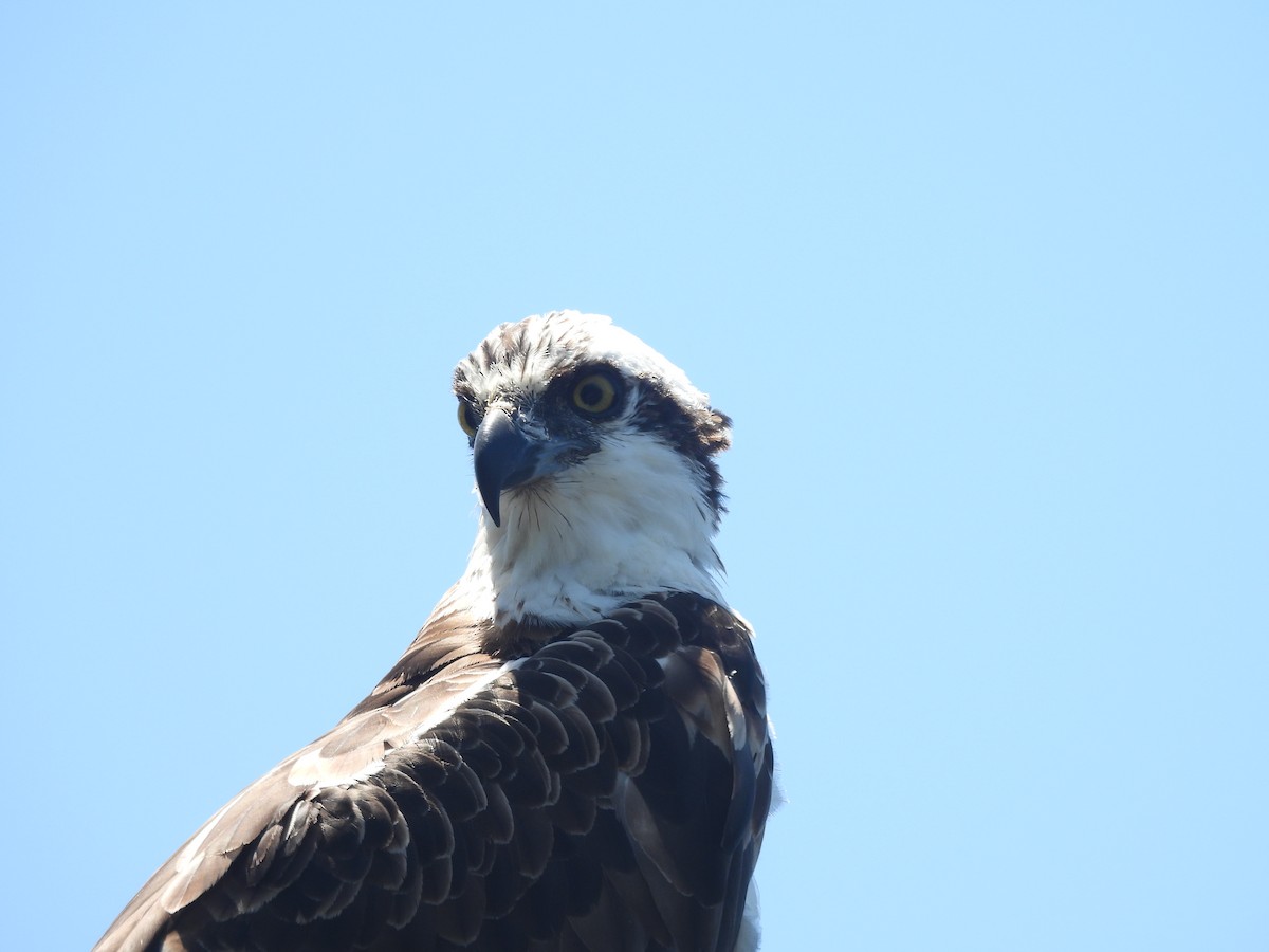 Águila Pescadora - ML620242462