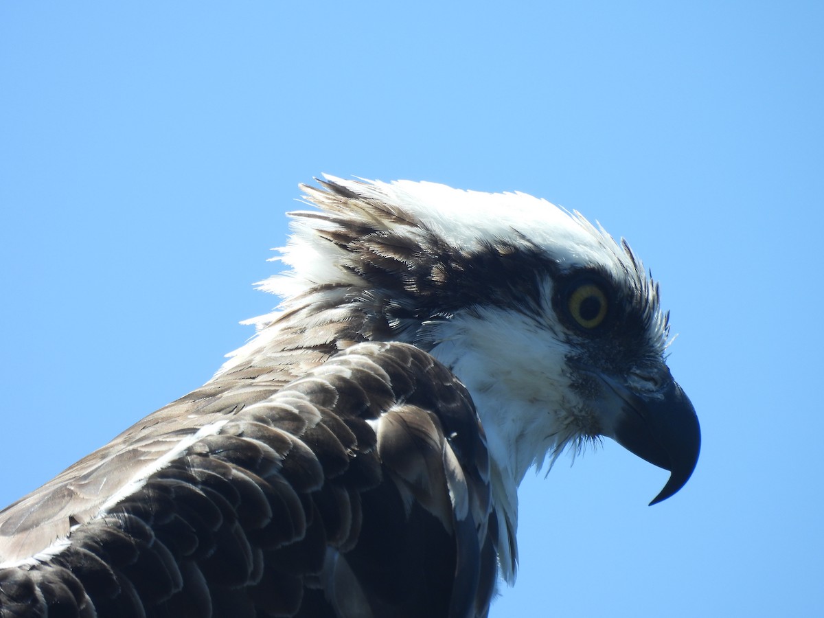 Águila Pescadora - ML620242463