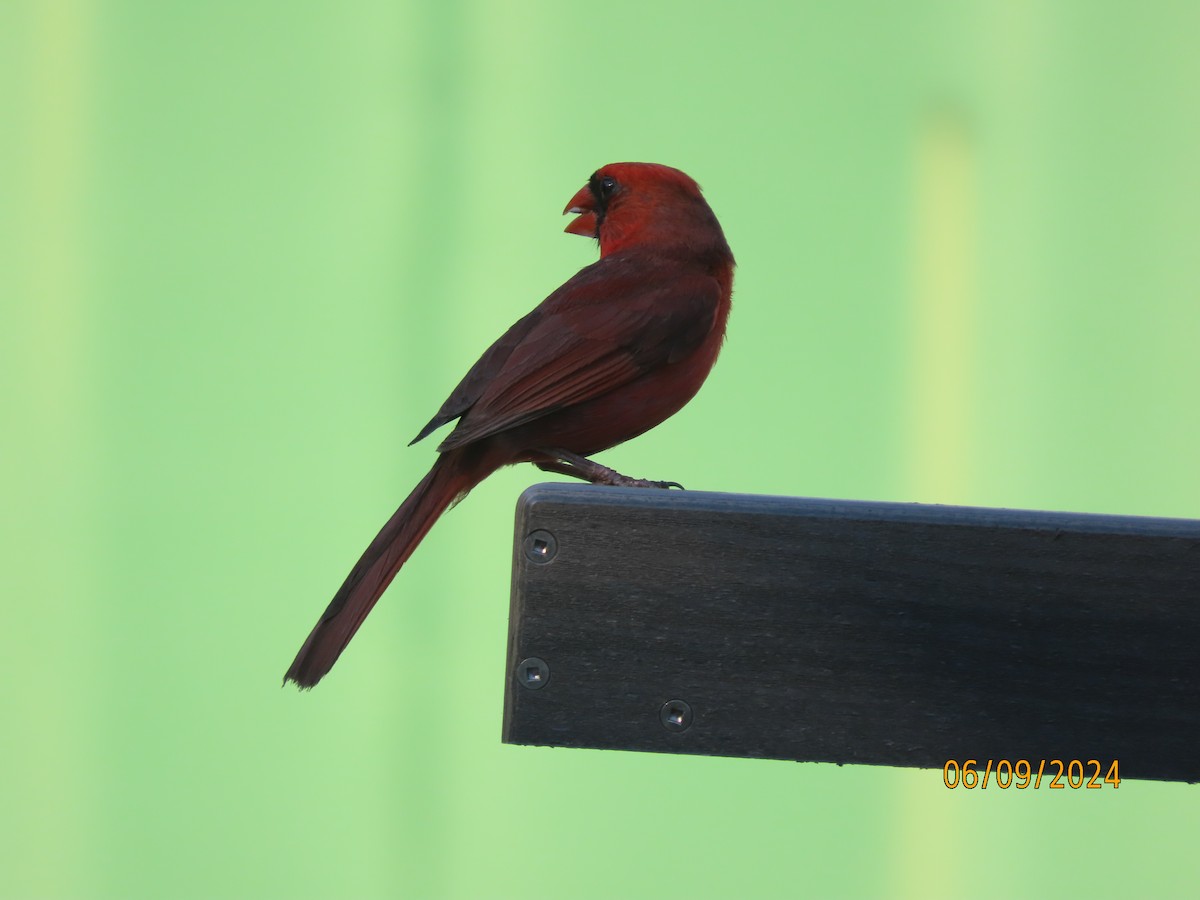 Northern Cardinal - ML620242480