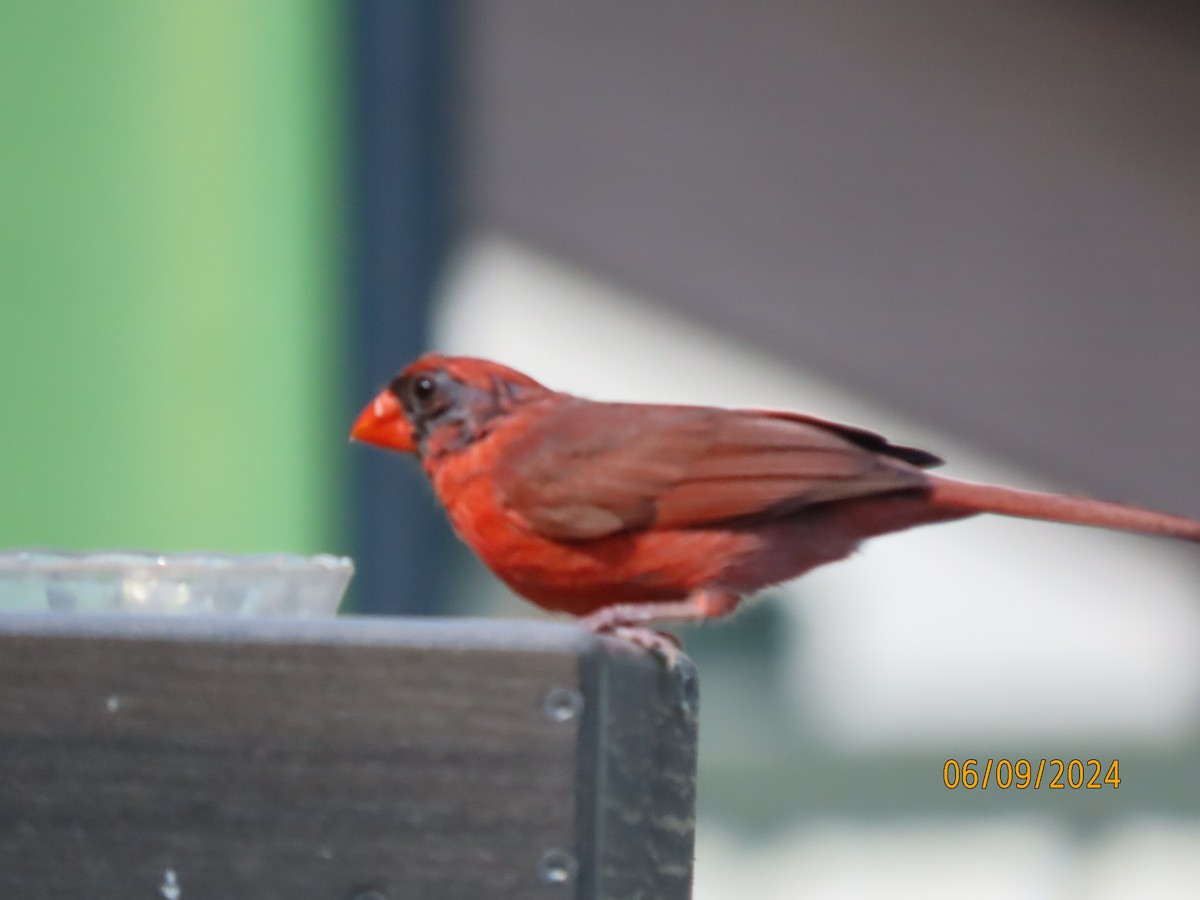 Northern Cardinal - ML620242481