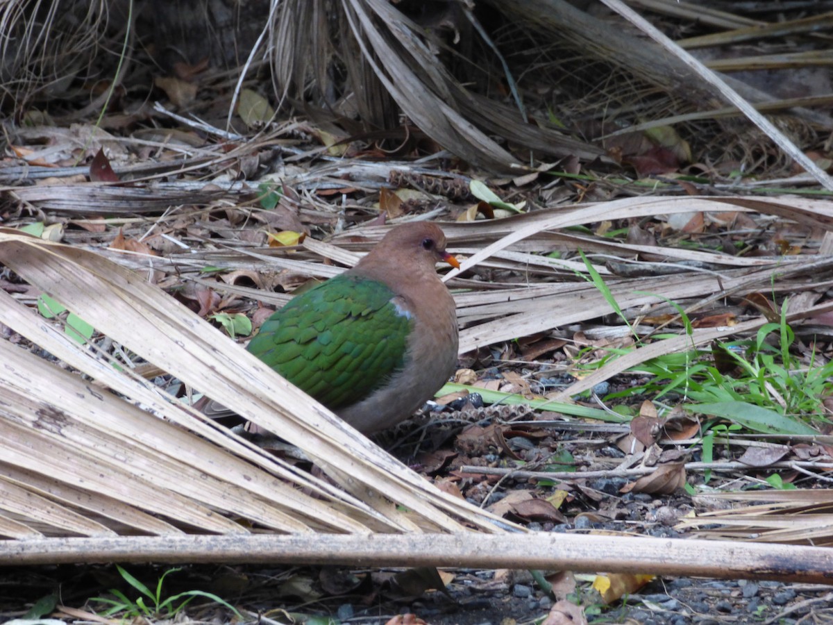 Pacific Emerald Dove - ML620242484