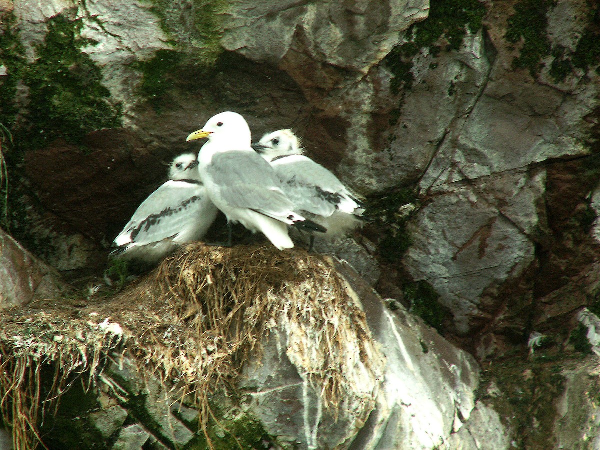 Black-legged Kittiwake - ML620242485