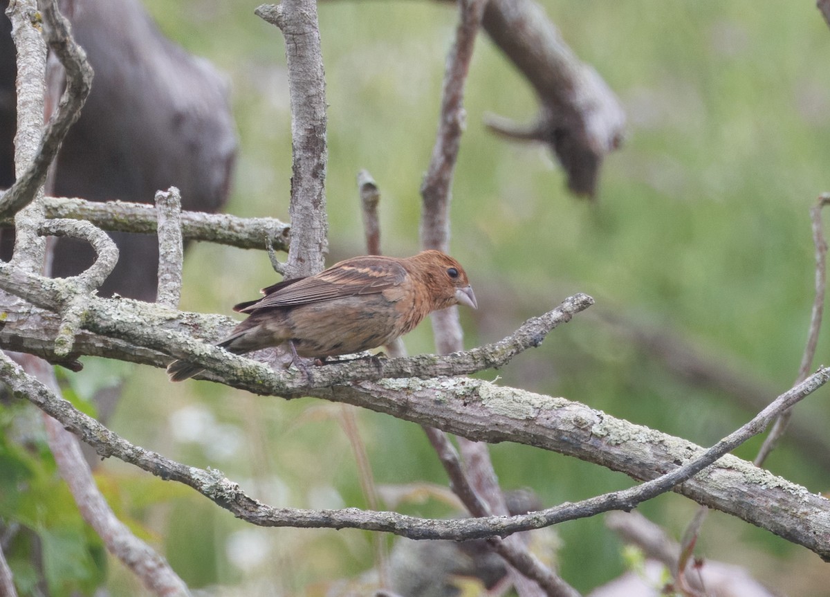 Blue Grosbeak - ML620242501