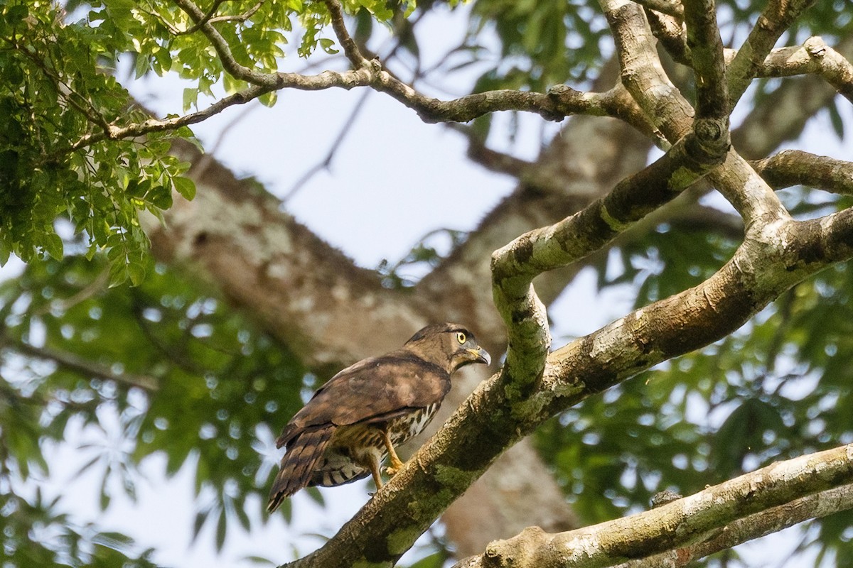 Congo Serpent-Eagle - ML620242515