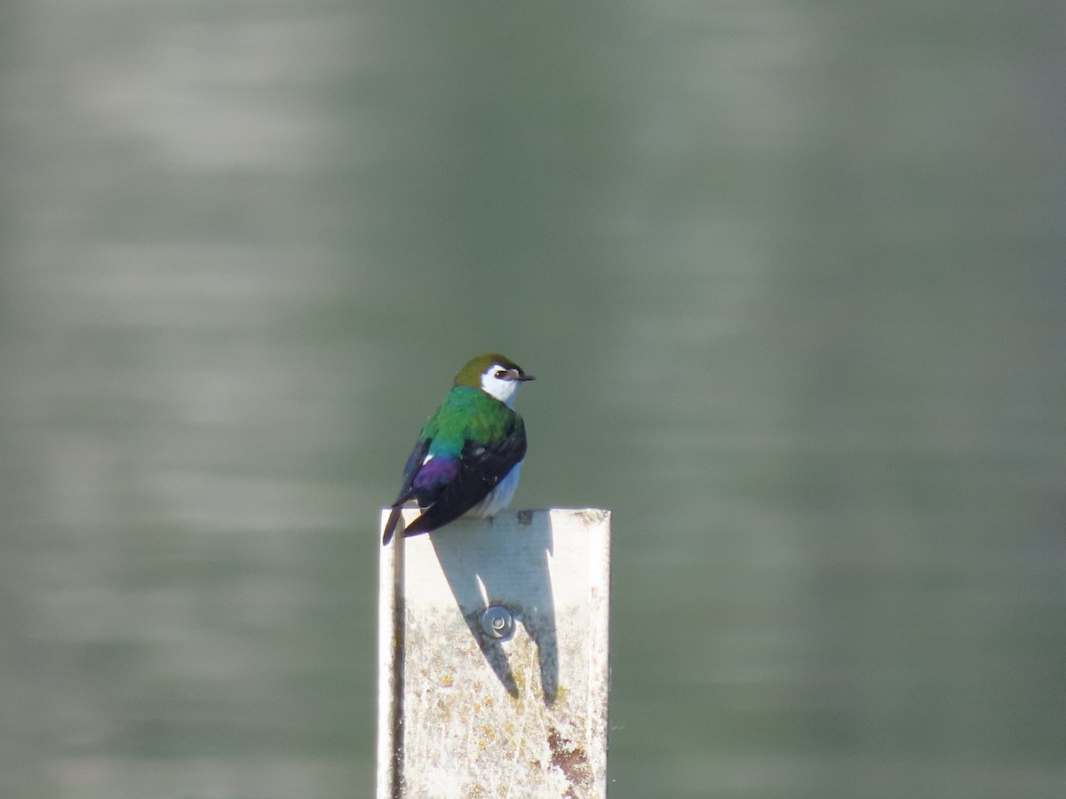 Violet-green Swallow - ML620242520