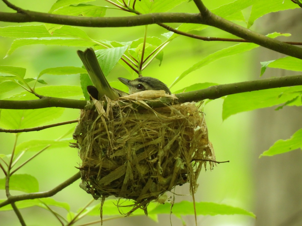 Vireo Ojirrojo - ML620242528