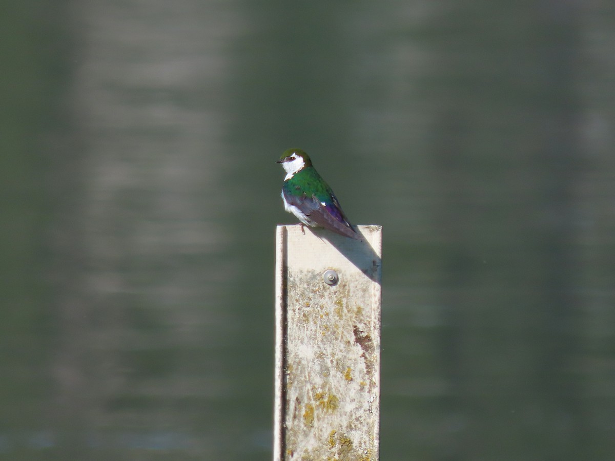 Violet-green Swallow - ML620242535