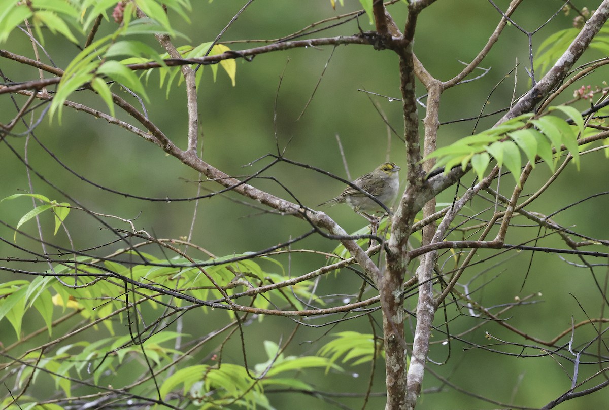 Yellow-browed Sparrow - ML620242536