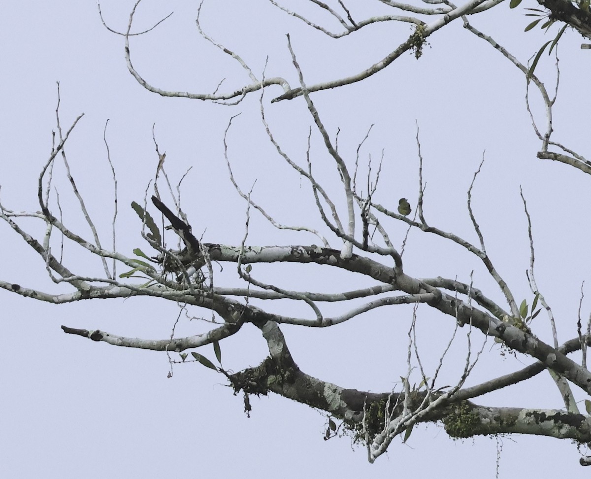 White-vented Euphonia - ML620242538