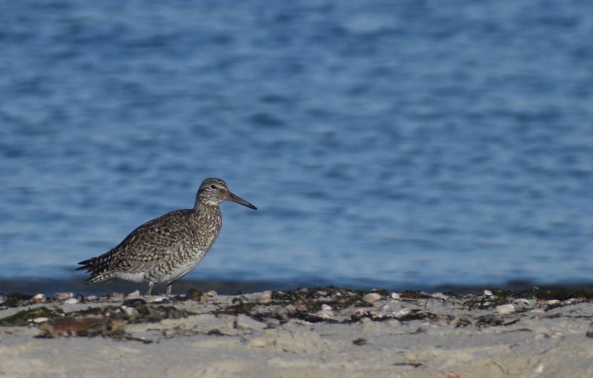 willetsnipe (semipalmata) - ML620242539