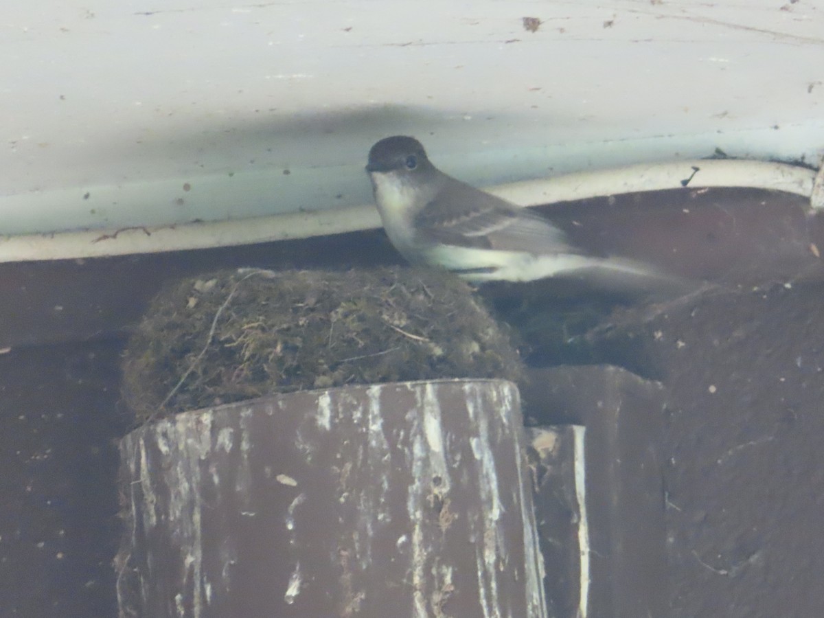 Eastern Phoebe - ML620242541