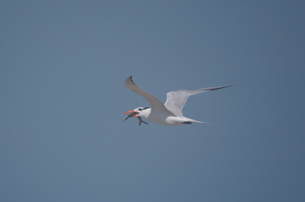 Royal Tern - ML620242547