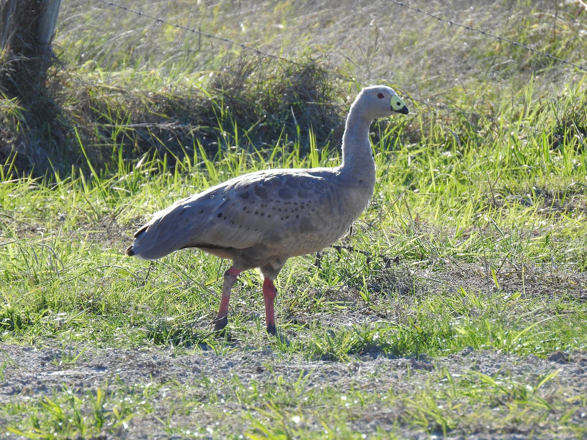 Céréopse cendré - ML620242551