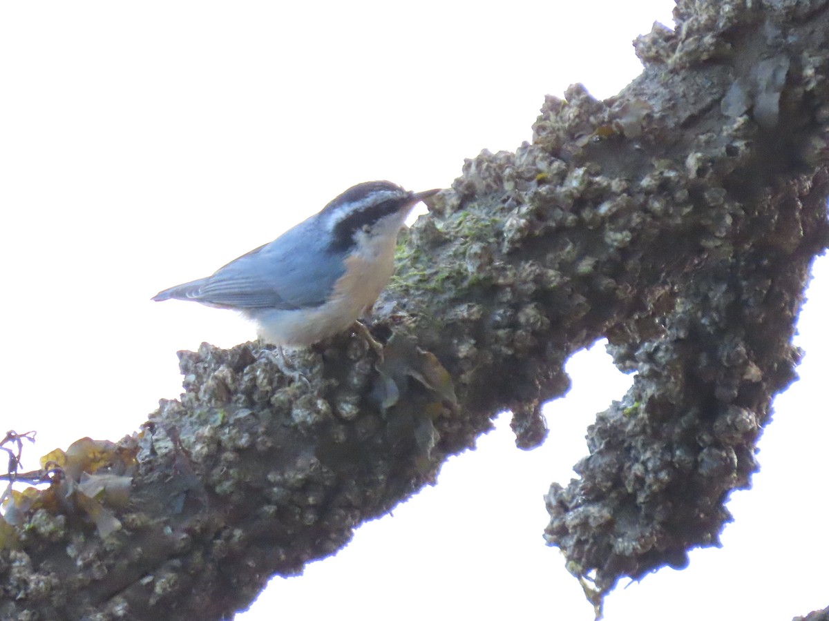Red-breasted Nuthatch - Kyle Leader