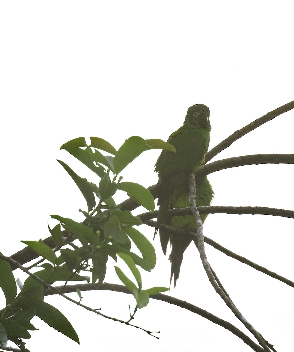 Dusky-headed Parakeet - ML620242562