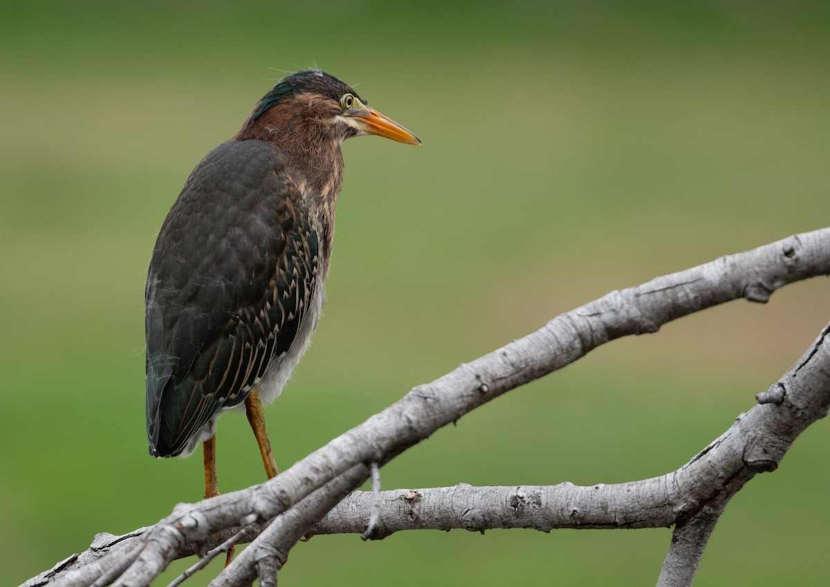 Green Heron - Cynthia  Case