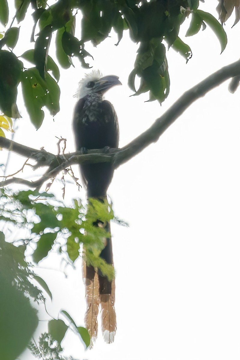 Western Long-tailed Hornbill - ML620242577