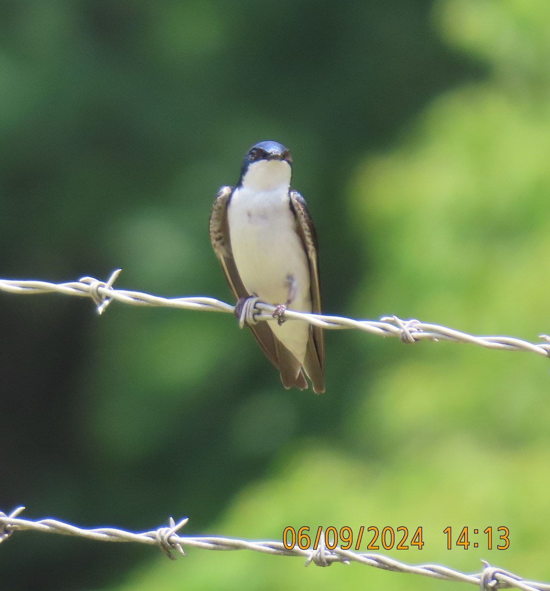 Tree Swallow - Elizabeth Anderegg