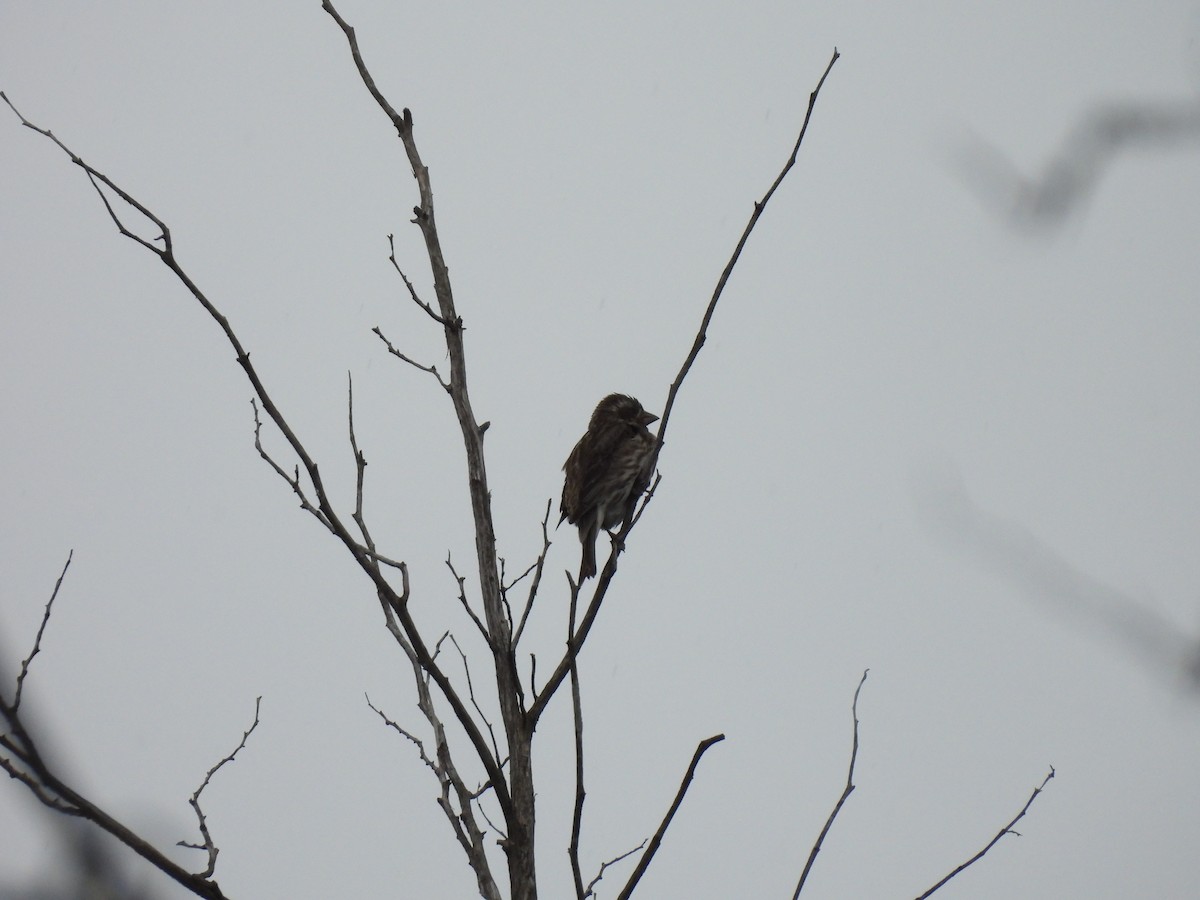 Rose-breasted Grosbeak - ML620242581